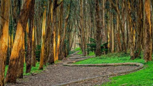 Andy Goldsworthy's 'Wood Line' installation along Lovers' Lane in the Presidio of San Francisco, California, USA (© Chris LaBasco/Alamy) Bing Everyday Wallpaper 2020-11-17
/tmp/UploadBetaZ3M7eD [Bing Everyday Wall Paper 2020-11-17] url = http://www.bing.com/th?id=OHR.WoodLine_EN-AU2391630881_1920x1080.jpg

File Size (KB): 328.35 KB
Last Modified: November 26 2021 18:37:28
