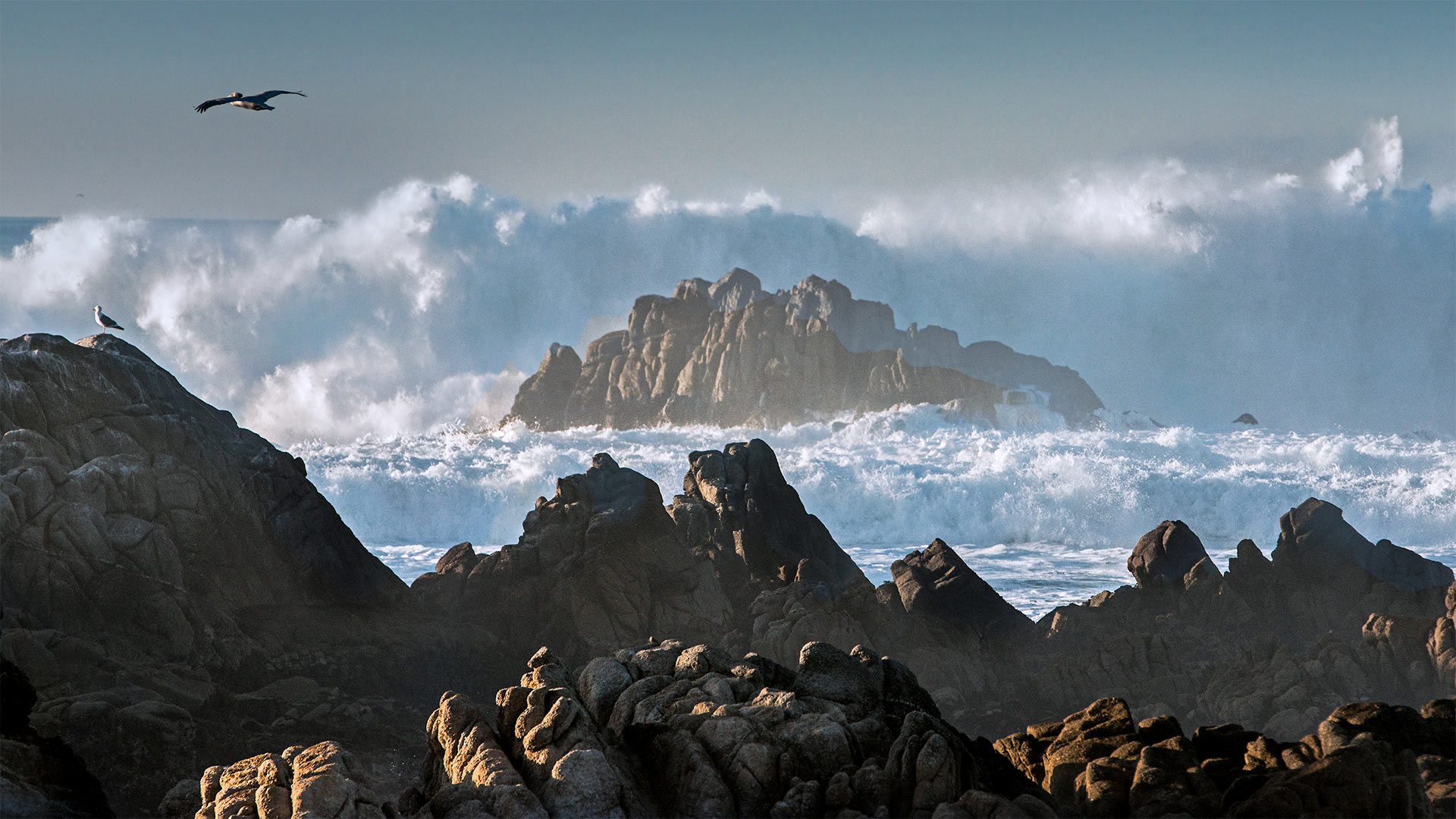 Brandung am Asilomar State Beach, Pacific Grove, Kalifornien, USA (© Sheila Haddad/Danita Delimont) Bing Everyday Wallpaper 2020-11-21, zRc52B [Bing Everyday Wall Paper 2020-11-21] url = http://www.bing.com/th?id=OHR.AsilomarSB_DE-DE2565523793_1920x1080.jpg