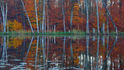 Rotbuchen und Kiefern spiegeln sich im Schweingartensee bei Carpin, Mecklenburg-Vorpommern (© Sandra Bartocha/Minden Pictures) Bing Everyday Wallpaper 2020-11-24
/tmp/UploadBetatIyUi9 [Bing Everyday Wall Paper 2020-11-24] url = http://www.bing.com/th?id=OHR.Schweingartensee_DE-DE4849908341_1920x1080.jpg

File Size (KB): 286.74 KB
Last Modified: November 26 2021 18:37:26
