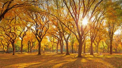 中央公园购物中心的美国榆树丛，纽约市 (© AWL Images/Danita Delimont) Bing Everyday Wallpaper 2020-11-25
/tmp/UploadBetaydst67 [Bing Everyday Wall Paper 2020-11-25] url = http://www.bing.com/th?id=OHR.CPMall_ZH-CN1202155438_1920x1080.jpg

File Size (KB): 305.08 KB
Last Modified: November 26 2021 18:37:37
