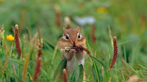 A Siberian chipmunk on Mount Taisetsu, Hokkaido, Japan (© Ida Toshiaki/Minden Pictures) Bing Everyday Wallpaper 2020-11-26
/tmp/UploadBetaD8WSmV [Bing Everyday Wall Paper 2020-11-26] url = http://www.bing.com/th?id=OHR.ChipmunkThanksgiving_EN-AU4627299029_1920x1080.jpg

File Size (KB): 313.84 KB
Last Modified: November 26 2021 18:37:31
