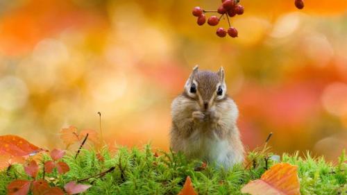A Siberian chipmunk, Hokkaido, Japan (© plainpicture/Score. by Aflo/Takao Onozato/Aflo) Bing Everyday Wallpaper 2020-11-26
/tmp/UploadBetaofZP3s [Bing Everyday Wall Paper 2020-11-26] url = http://www.bing.com/th?id=OHR.ChipmunkJP_EN-GB7534599767_1920x1080.jpg

File Size (KB): 305.94 KB
Last Modified: November 26 2021 18:37:31

