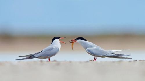 Common terns sharing a small fish (© Ryzhkov Sergey/Shutterstock) Bing Everyday Wallpaper 2020-12-02
/tmp/UploadBetahuuj95 [Bing Everyday Wall Paper 2020-12-02] url = http://www.bing.com/th?id=OHR.CommonTernsGiving_EN-US9029169867_1920x1080.jpg

File Size (KB): 155.8 KB
Last Modified: November 26 2021 18:36:15
