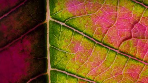 一品红叶子特写 (© Charles Floyd/Alamy) Bing Everyday Wallpaper 2020-12-12
/tmp/UploadBetaKbcpo2 [Bing Everyday Wall Paper 2020-12-12] url = http://www.bing.com/th?id=OHR.BractCloseup_ZH-CN9096611979_1920x1080.jpg

File Size (KB): 310.88 KB
Last Modified: November 26 2021 18:36:16
