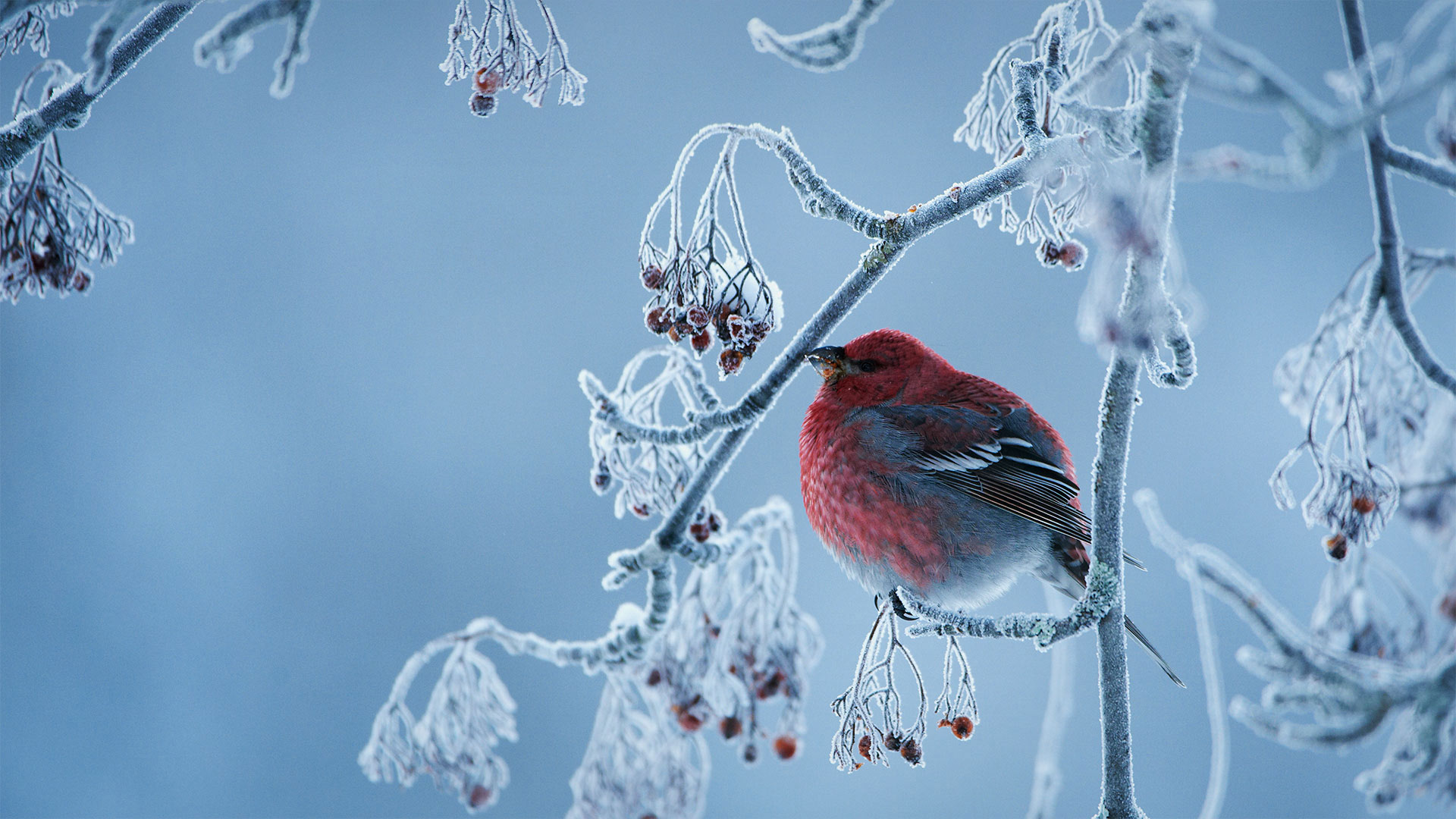 松雀 (© Peter Lilja/Getty Images) Bing Everyday Wallpaper 2020-12-14, axUiF6 [Bing Everyday Wall Paper 2020-12-14] url = http://www.bing.com/th?id=OHR.PineGrosbeak_ZH-CN9629000282_1920x1080.jpg