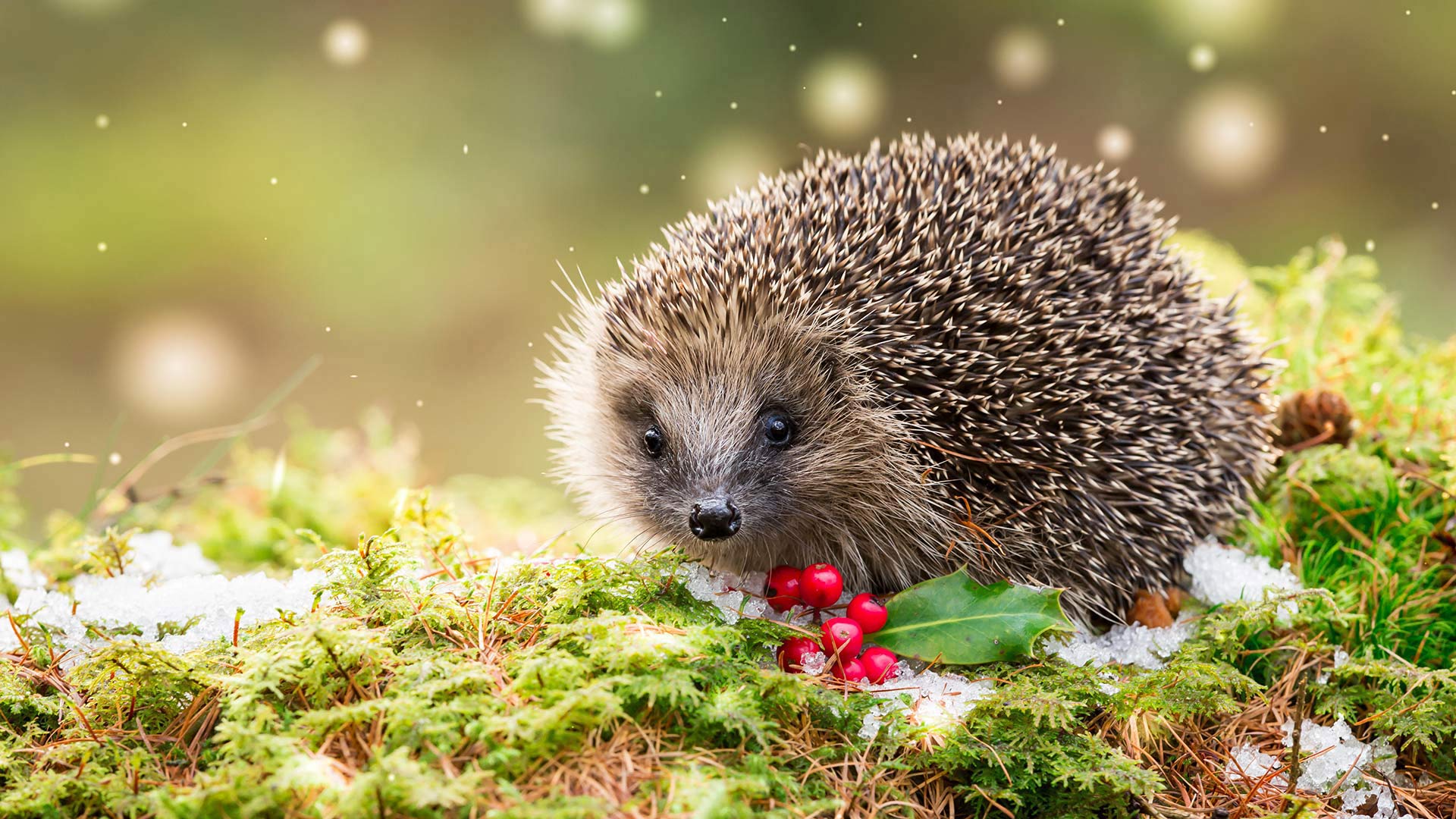Hedgehog in snowy winter weather, sat on green moss (© Coatsey/Alamy Stock Photo) Bing Everyday Wallpaper 2020-12-18, RUbNia [Bing Everyday Wall Paper 2020-12-18] url = http://www.bing.com/th?id=OHR.HedgehogHolly_EN-GB9989818848_1920x1080.jpg