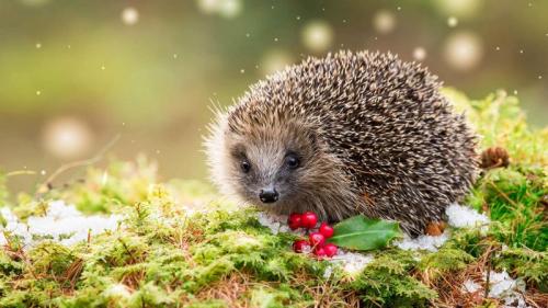 Hedgehog in snowy winter weather, sat on green moss (© Coatsey/Alamy Stock Photo) Bing Everyday Wallpaper 2020-12-18
/tmp/UploadBetaRUbNia [Bing Everyday Wall Paper 2020-12-18] url = http://www.bing.com/th?id=OHR.HedgehogHolly_EN-GB9989818848_1920x1080.jpg

File Size (KB): 323.18 KB
Last Modified: November 26 2021 18:36:24
