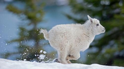 蒙大拿州西部的小雪羊 (© Donald M. Jones/Minden Pictures) Bing Everyday Wallpaper 2020-12-20
/tmp/UploadBetaqXCqGE [Bing Everyday Wall Paper 2020-12-20] url = http://www.bing.com/th?id=OHR.BabyGoat_ZH-CN7863798344_1920x1080.jpg

File Size (KB): 327.84 KB
Last Modified: November 26 2021 18:36:21
