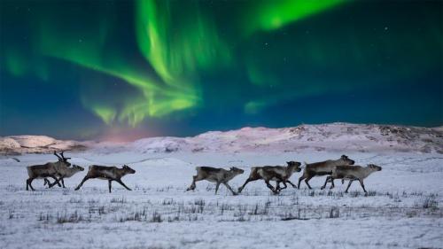 Nordlichter und wild lebende Rentiere in der Tundra in Norwegen (© Anton Petrus/Getty Images) Bing Everyday Wallpaper 2020-12-22
/tmp/UploadBetakvnwRT [Bing Everyday Wall Paper 2020-12-22] url = http://www.bing.com/th?id=OHR.WildReindeer_DE-DE5048697483_1920x1080.jpg

File Size (KB): 323.33 KB
Last Modified: November 26 2021 18:36:17
