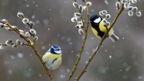 雪中的蓝山雀和大山雀，法国北孚日地区自然公园 (© Michel Rauch/Minden Pictures) Bing Everyday Wallpaper 2020-12-25
/tmp/UploadBetahAVTLK [Bing Everyday Wall Paper 2020-12-25] url = http://www.bing.com/th?id=OHR.FRbluebirds_ZH-CN3972483010_1920x1080.jpg

File Size (KB): 326.75 KB
Last Modified: November 26 2021 18:36:24
