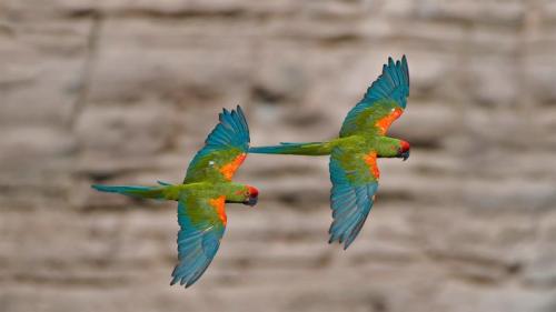 奥梅雷克的红额金刚鹦鹉，玻利维亚科恰班巴 (© Bernard Castelein/Minden Pictures) Bing Everyday Wallpaper 2021-01-05
/tmp/UploadBetajT7kik [Bing Everyday Wall Paper 2021-01-05] url = http://www.bing.com/th?id=OHR.RedFrontMacaw_ZH-CN6432596112_1920x1080.jpg

File Size (KB): 321.04 KB
Last Modified: November 26 2021 18:32:45
