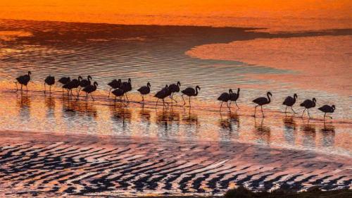 爱德阿都·阿瓦罗·安第斯国家保护区内的火烈鸟，玻利维亚 (© Art Wolfe/Danita Delimont) Bing Everyday Wallpaper 2021-01-13
/tmp/UploadBetaHzR1xh [Bing Everyday Wall Paper 2021-01-13] url = http://www.bing.com/th?id=OHR.BolivianSummer_ZH-CN0179997340_1920x1080.jpg

File Size (KB): 330.31 KB
Last Modified: November 26 2021 18:32:40
