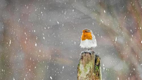 冬季暴风雪中的欧亚鸲，英格兰峰区国家公园 (© Ben Robson Hull Photography/Getty Images) Bing Everyday Wallpaper 2021-01-29
/tmp/UploadBetajxruJn [Bing Everyday Wall Paper 2021-01-29] url = http://www.bing.com/th?id=OHR.RedRobin_ZH-CN4148689161_1920x1080.jpg

File Size (KB): 308.5 KB
Last Modified: November 26 2021 18:32:36
