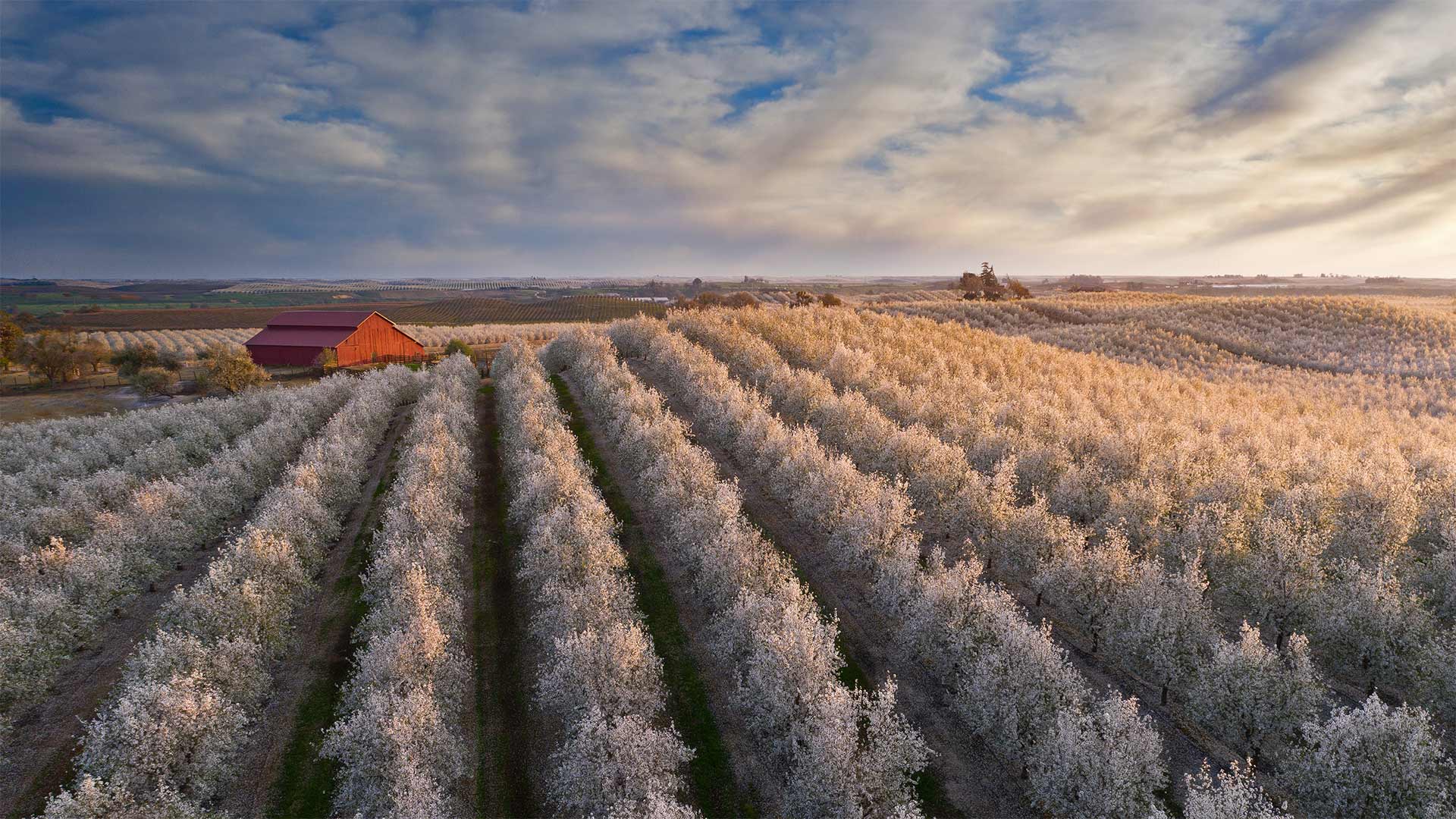 ｢赤い納屋とアーモンドの花畑｣米国, カリフォルニア州 (© agustavop/Getty Images) Bing Everyday Wallpaper 2021-02-11, p5nUv6 [Bing Everyday Wall Paper 2021-02-11] url = http://www.bing.com/th?id=OHR.CentralCaliBlossoms_JA-JP7650170567_1920x1080.jpg