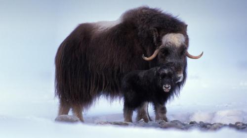 Muskox with newborn in the central Arctic coastal plain of Alaska, USA (© Steven Kazlowski/Danita Delimont) Bing Everyday Wallpaper 2021-02-12
/tmp/UploadBetaxvYaPn [Bing Everyday Wall Paper 2021-02-12] url = http://www.bing.com/th?id=OHR.YearoftheOx_EN-AU4751661338_1920x1080.jpg

File Size (KB): 328.69 KB
Last Modified: November 26 2021 18:32:21

