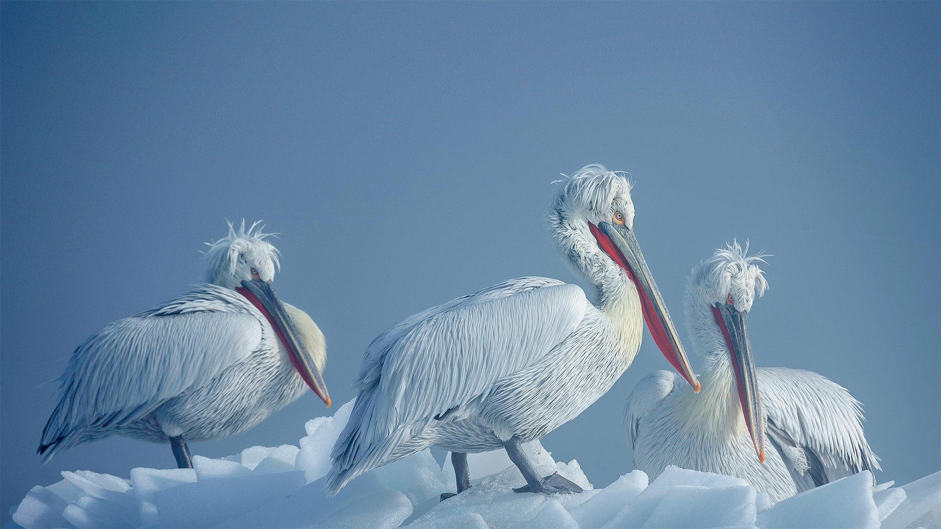 Krauskopfpelikane im Winter, Kerkini-See, Griechenland (© Guy Edwardes/Minden Pictures) Bing Everyday Wallpaper 2021-02-20, JXZH0h [Bing Everyday Wall Paper 2021-02-20] url = http://www.bing.com/th?id=OHR.DalmatianPelicans_DE-DE3321512116_1920x1080.jpg