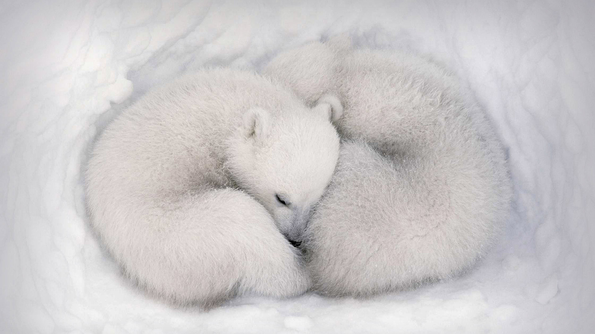 ｢ワプスク国立公園のホッキョクグマの赤ちゃん｣カナダ, マニトバ州 (© AF archive/Alamy) Bing Everyday Wallpaper 2021-02-27, ptiCRv [Bing Everyday Wall Paper 2021-02-27] url = http://www.bing.com/th?id=OHR.TwinsDenning_JA-JP4161598596_1920x1080.jpg