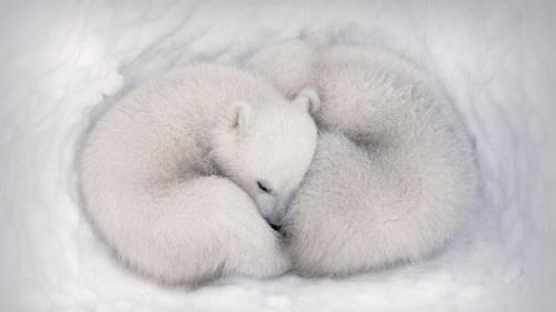 ｢ワプスク国立公園のホッキョクグマの赤ちゃん｣カナダ, マニトバ州 (© AF archive/Alamy) Bing Everyday Wallpaper 2021-02-27
/tmp/UploadBetaptiCRv [Bing Everyday Wall Paper 2021-02-27] url = http://www.bing.com/th?id=OHR.TwinsDenning_JA-JP4161598596_1920x1080.jpg

File Size (KB): 298.96 KB
Last Modified: November 26 2021 18:32:33
