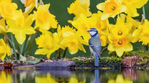 威尔士中部水仙花中的蓝山雀 (© Philip Jones/Alamy) Bing Everyday Wallpaper 2021-03-01
/tmp/UploadBetaS4LyQR [Bing Everyday Wall Paper 2021-03-01] url = http://www.bing.com/th?id=OHR.BlueTitDaffs_ZH-CN3333224685_1920x1080.jpg

File Size (KB): 326.11 KB
Last Modified: November 26 2021 18:33:24
