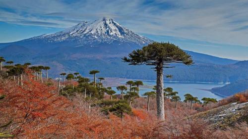亚伊马火山与前景中的智利南洋杉，智利孔吉利奥国家公园 (© Fotografías Jorge León Cabello/Getty Images) Bing Everyday Wallpaper 2021-03-02
/tmp/UploadBetaAIjQih [Bing Everyday Wall Paper 2021-03-02] url = http://www.bing.com/th?id=OHR.VolcanoLlaima_ZH-CN3436127573_1920x1080.jpg

File Size (KB): 297.99 KB
Last Modified: November 26 2021 18:33:21
