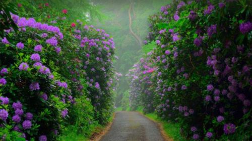森佩尔森林公园中的黑海杜鹃，德国吕根岛 (© Sandra Bartocha/Minden Pictures) Bing Everyday Wallpaper 2021-03-13
/tmp/UploadBetaH6gEqJ [Bing Everyday Wall Paper 2021-03-13] url = http://www.bing.com/th?id=OHR.Rhododendron_ZH-CN8481644646_1920x1080.jpg

File Size (KB): 326.6 KB
Last Modified: November 26 2021 18:33:22
