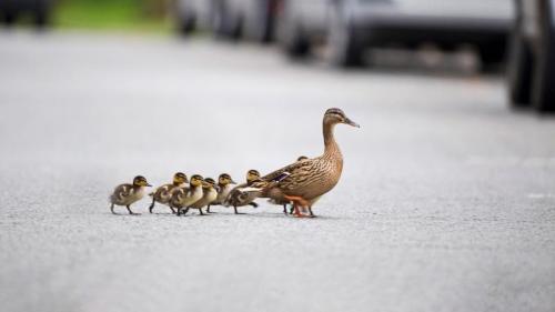 Mallard, Anas platyrhynchos, mother leading ducklings across road, Arundel, Sussex (© David Tipling/Universal Images Group via Getty Images) Bing Everyday Wallpaper 2021-03-14
/tmp/UploadBetaBwulMt [Bing Everyday Wall Paper 2021-03-14] url = http://www.bing.com/th?id=OHR.MotherMallard_EN-GB6756834395_1920x1080.jpg

File Size (KB): 318.34 KB
Last Modified: November 26 2021 18:33:23
