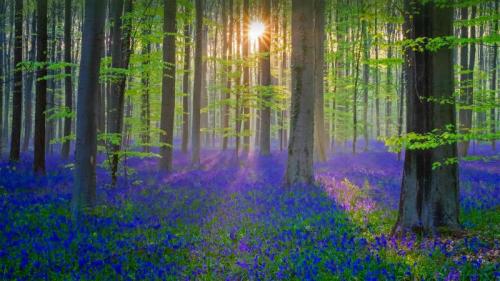 覆盖了Hallerbos森林地面的蓝铃花，比利时佛兰德 (© Jason Langley/plainpicture) Bing Everyday Wallpaper 2021-03-21
/tmp/UploadBetalPAy8B [Bing Everyday Wall Paper 2021-03-21] url = http://www.bing.com/th?id=OHR.HallesWood_ZH-CN9790575479_1920x1080.jpg

File Size (KB): 328.3 KB
Last Modified: November 26 2021 18:33:20

