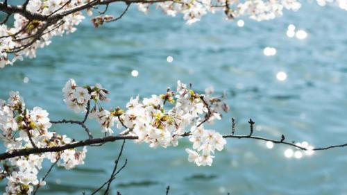 ｢川辺の桜｣ 大阪府  (© Bongsub Kim/offset by shutterstock) Bing Everyday Wallpaper 2021-03-27
/tmp/UploadBetahHVsn1 [Bing Everyday Wall Paper 2021-03-27] url = http://www.bing.com/th?id=OHR.Sakura_JA-JP7413674100_1920x1080.jpg

File Size (KB): 302.63 KB
Last Modified: November 26 2021 18:33:30
