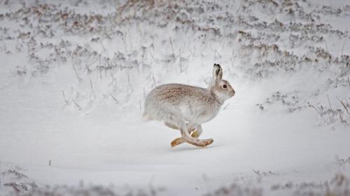 在白雪覆盖的高地上奔跑的雪兔，苏格兰 (© SCOTLAND: The Big Picture/Minden Pictures) Bing Everyday Wallpaper 2021-03-27
/tmp/UploadBetahZlIqA [Bing Everyday Wall Paper 2021-03-27] url = http://www.bing.com/th?id=OHR.MadHares_ZH-CN1754336550_1920x1080.jpg

File Size (KB): 326.01 KB
Last Modified: November 26 2021 18:33:30
