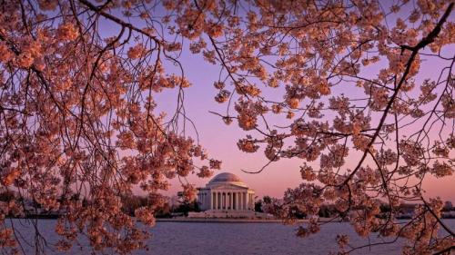 The Jefferson Memorial during the National Cherry Blossom Festival in Washington, DC (© Rae Gabrielle/Alamy) Bing Everyday Wallpaper 2021-03-29
/tmp/UploadBetaEOjUv8 [Bing Everyday Wall Paper 2021-03-29] url = http://www.bing.com/th?id=OHR.JeffersonCherries_EN-US7147255858_1920x1080.jpg

File Size (KB): 320 KB
Last Modified: November 26 2021 18:33:16
