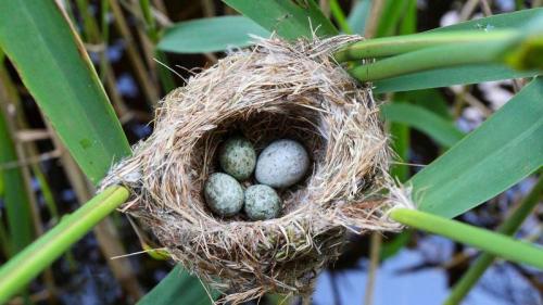 Kuckucksei im Nest eines Teichrohrsängers, Deutschland (© blickwinkel/Alamy Stock Photo) Bing Everyday Wallpaper 2021-03-30
/tmp/UploadBetaHUefqL [Bing Everyday Wall Paper 2021-03-30] url = http://www.bing.com/th?id=OHR.KuckuckseiNest_DE-DE1279863507_1920x1080.jpg

File Size (KB): 322.48 KB
Last Modified: November 26 2021 18:33:24
