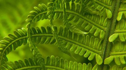 春日里的荚果蕨细节图，华盛顿州 (© Stephen Matera/Tandem Stills + Motion) Bing Everyday Wallpaper 2021-03-30
/tmp/UploadBetaHExFmj [Bing Everyday Wall Paper 2021-03-30] url = http://www.bing.com/th?id=OHR.SwordFern_ZH-CN2589382288_1920x1080.jpg

File Size (KB): 305.47 KB
Last Modified: November 26 2021 18:33:24
