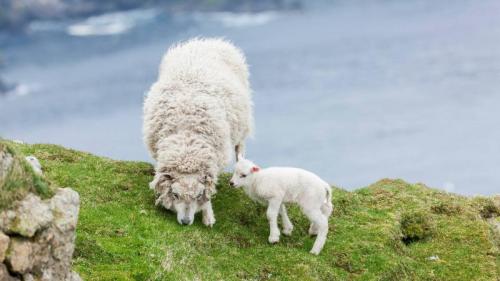 Shetland Sheep, a traditional, hardy breed of the Northern Isles in Scotland (© Martin Zwick/DanitaDelimont.com) Bing Everyday Wallpaper 2021-04-09
/tmp/UploadBetaZNCqKU [Bing Everyday Wall Paper 2021-04-09] url = http://www.bing.com/th?id=OHR.ShetlandLamb_EN-GB9668332762_1920x1080.jpg

File Size (KB): 312.95 KB
Last Modified: November 26 2021 18:32:18
