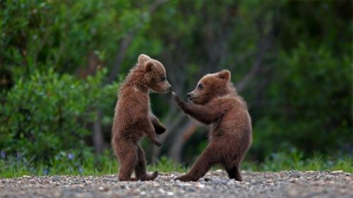 在迪纳利国家公园中玩耍的灰熊幼崽，阿拉斯加  (© Ron Niebrugge/Alamy) Bing Everyday Wallpaper 2021-04-10
/tmp/UploadBetam22fLF [Bing Everyday Wall Paper 2021-04-10] url = http://www.bing.com/th?id=OHR.SiblingBears_ZH-CN5349441901_1920x1080.jpg

File Size (KB): 330.21 KB
Last Modified: November 26 2021 18:32:15
