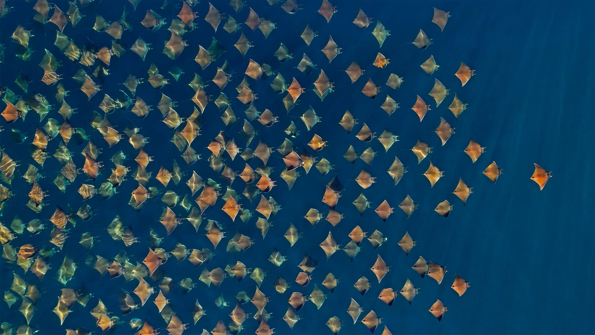 大群的芒基蝠鲼跃出水面，墨西哥加利福尼亚湾 (© Mark Carwardine/Minden Pictures) Bing Everyday Wallpaper 2021-04-19, j256a7 [Bing Everyday Wall Paper 2021-04-19] url = http://www.bing.com/th?id=OHR.Mobula_ZH-CN7830551038_1920x1080.jpg