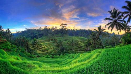乌布德格拉朗梯田，印度尼西亚巴厘岛 (© Michele Falzone/Alamy) Bing Everyday Wallpaper 2021-04-20
/tmp/UploadBetayS3VrK [Bing Everyday Wall Paper 2021-04-20] url = http://www.bing.com/th?id=OHR.Ceking_ZH-CN7314711047_1920x1080.jpg

File Size (KB): 331.21 KB
Last Modified: November 26 2021 18:32:16
