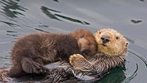 Sea otter mother and newborn pup, Monterey Bay, California (© Suzi Eszterhas/Minden Pictures) Bing Everyday Wallpaper 2021-05-10
/tmp/UploadBetaY9GRuK [Bing Everyday Wall Paper 2021-05-10] url = http://www.bing.com/th?id=OHR.OtterMom_EN-US8059433484_1920x1080.jpg

File Size (KB): 327.67 KB
Last Modified: November 26 2021 18:32:59
