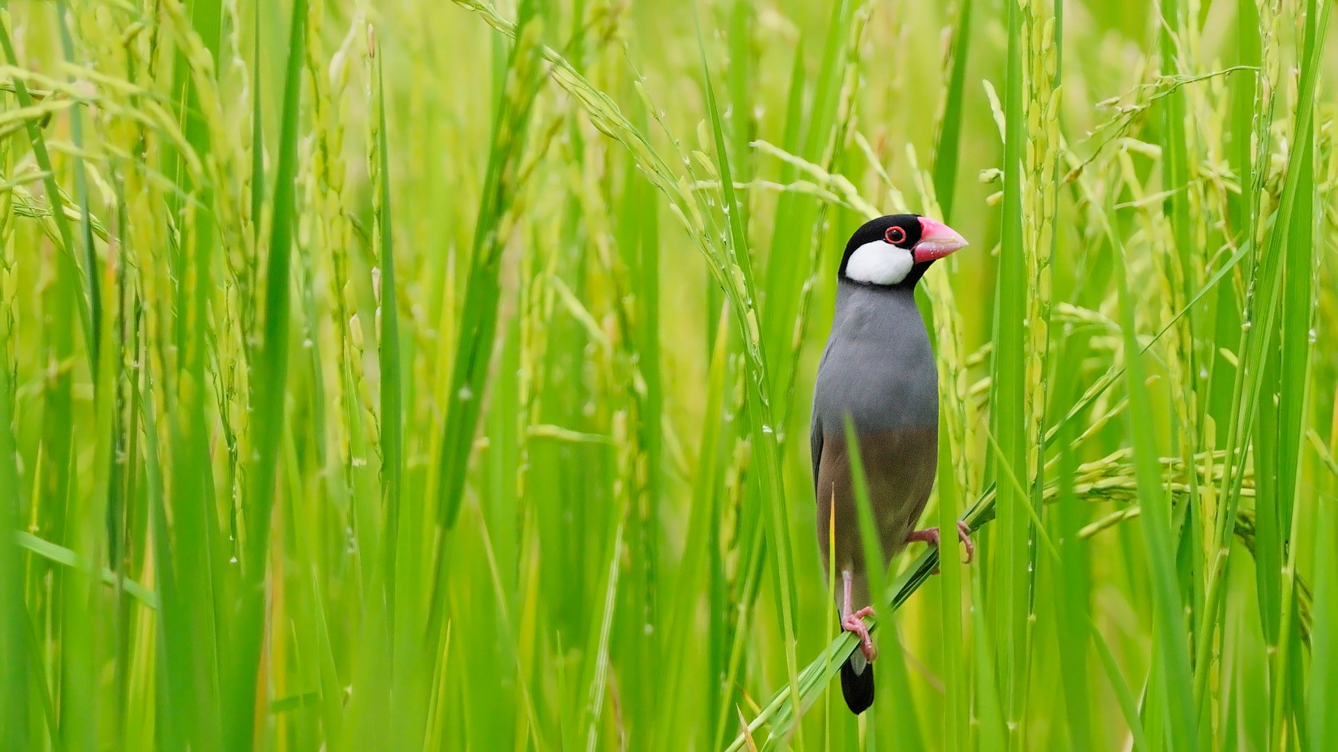 ｢田んぼの文鳥｣タイ, バンコク (© PanuRuangjan/Getty Images) Bing Everyday Wallpaper 2021-05-10, QfkxKz [Bing Everyday Wall Paper 2021-05-10] url = http://www.bing.com/th?id=OHR.Buncho_JA-JP5630889312_1920x1080.jpg