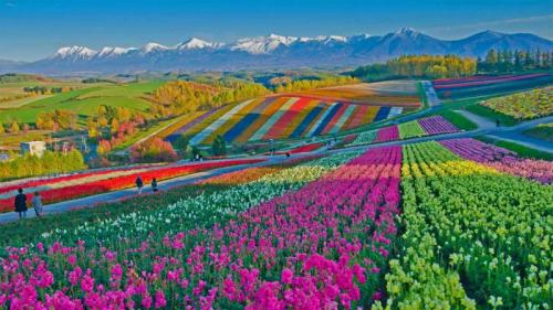美瑛町的四季彩之丘，日本 (© Tanya Jones/Shutterstock) Bing Everyday Wallpaper 2021-05-13
/tmp/UploadBeta6XusAC [Bing Everyday Wall Paper 2021-05-13] url = http://www.bing.com/th?id=OHR.ShikisaiBiei_ZH-CN9063139813_1920x1080.jpg

File Size (KB): 327.39 KB
Last Modified: November 26 2021 18:32:56
