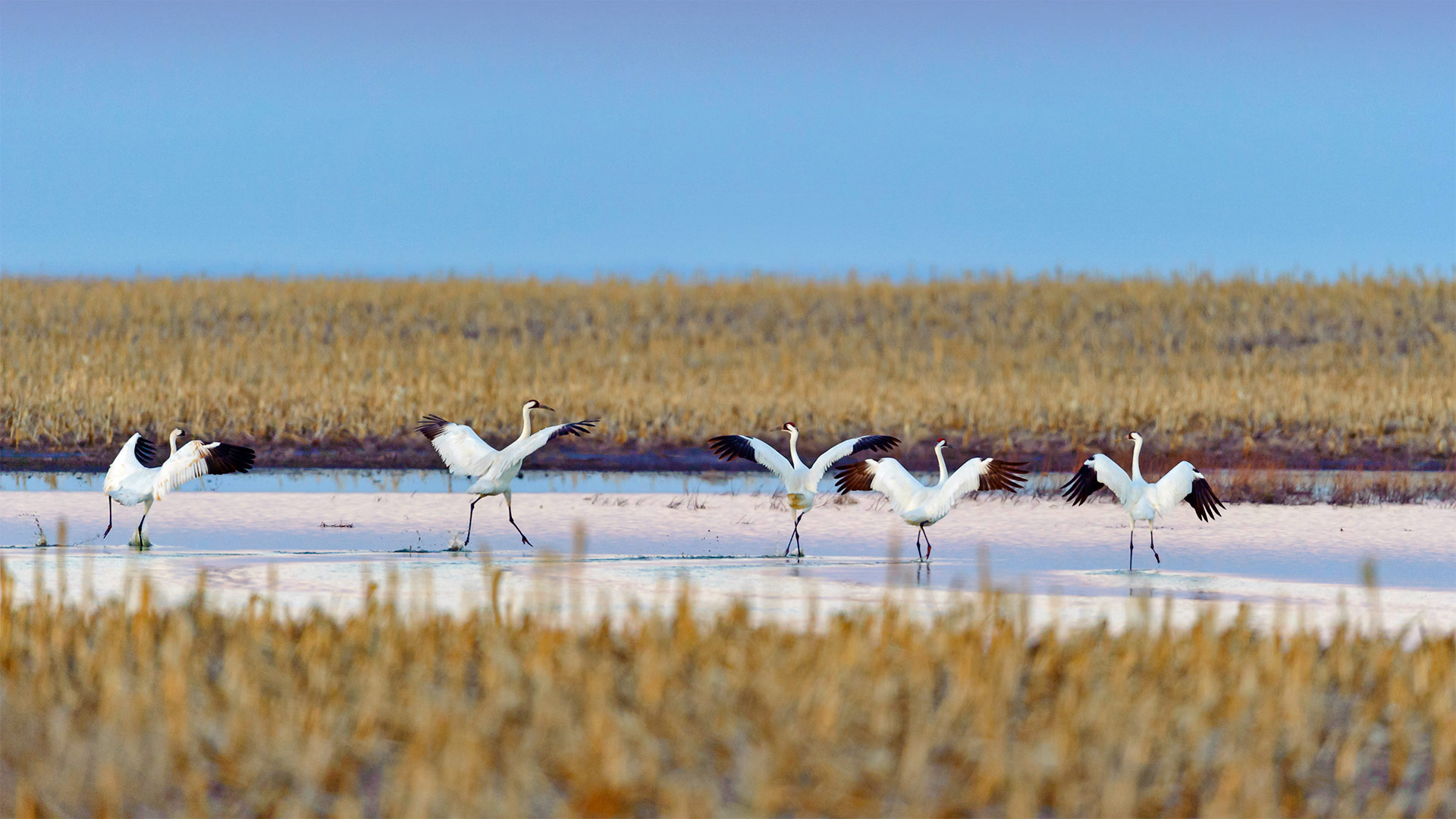 春季迁徙时正准备起飞的美洲鹤，南达科他州 (© Gerrit Vyn/Minden Pictures) Bing Everyday Wallpaper 2021-05-21, orQw2L [Bing Everyday Wall Paper 2021-05-21] url = http://www.bing.com/th?id=OHR.WhoopingCranes_ZH-CN1637048842_1920x1080.jpg