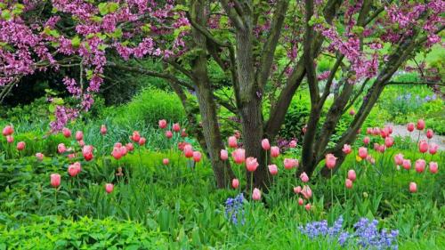 Judasbaum mit Tulpen und Atlantischen Hasenglöckchen, Deutschland (© blickwinkel/Alamy Stock Photo) Bing Everyday Wallpaper 2021-05-24
/tmp/UploadBetaZGCHyd [Bing Everyday Wall Paper 2021-05-24] url = http://www.bing.com/th?id=OHR.CercisSiliquastrum_DE-DE4740509554_1920x1080.jpg

File Size (KB): 291.25 KB
Last Modified: November 26 2021 18:32:53
