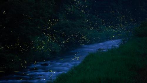 ｢福万来ホタル乃国｣鳥取県, 日南町 (© Yukihiro Fukuda/NPL/Minden Pictures) Bing Everyday Wallpaper 2021-05-29
/tmp/UploadBetaQrypmQ [Bing Everyday Wall Paper 2021-05-29] url = http://www.bing.com/th?id=OHR.FukumakiFirefly_JA-JP0120638124_1920x1080.jpg

File Size (KB): 332.08 KB
Last Modified: November 26 2021 18:32:52
