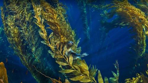 海峡群岛附近巨藻林中的加利福尼亚海狮 (© Nature Picture Library/Alamy) Bing Everyday Wallpaper 2021-05-30
/tmp/UploadBeta0BVb2l [Bing Everyday Wall Paper 2021-05-30] url = http://www.bing.com/th?id=OHR.SeaDog_ZH-CN2900177328_1920x1080.jpg

File Size (KB): 326.34 KB
Last Modified: November 26 2021 18:32:57
