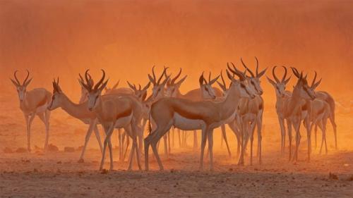 埃托沙国家公园内一处水坑附近的跳羚，纳米比亚 (© Charlie Summers/Minden Pictures) Bing Everyday Wallpaper 2021-06-02
/tmp/UploadBetaMsZdDJ [Bing Everyday Wall Paper 2021-06-02] url = http://www.bing.com/th?id=OHR.EstoshaSpringbok_ZH-CN3452100881_1920x1080.jpg

File Size (KB): 331.67 KB
Last Modified: November 26 2021 18:34:27
