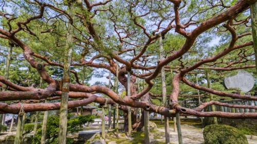 ｢兼六園の手向けの松｣金沢市 (© Korkusung/Shutterstock) Bing Everyday Wallpaper 2021-06-04
/tmp/UploadBetaUHaJY7 [Bing Everyday Wall Paper 2021-06-04] url = http://www.bing.com/th?id=OHR.Pineshoot_JA-JP4874118764_1920x1080.jpg

File Size (KB): 335.43 KB
Last Modified: November 26 2021 18:34:25
