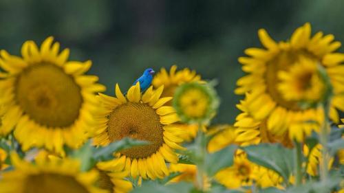 向日葵上的靛蓝彩旗鸟 (© William Krumpelman/Getty Images) Bing Everyday Wallpaper 2021-06-07
/tmp/UploadBetazFXgO3 [Bing Everyday Wall Paper 2021-06-07] url = http://www.bing.com/th?id=OHR.BuntingBird_ZH-CN0707942842_1920x1080.jpg

File Size (KB): 324.89 KB
Last Modified: November 26 2021 18:34:30
