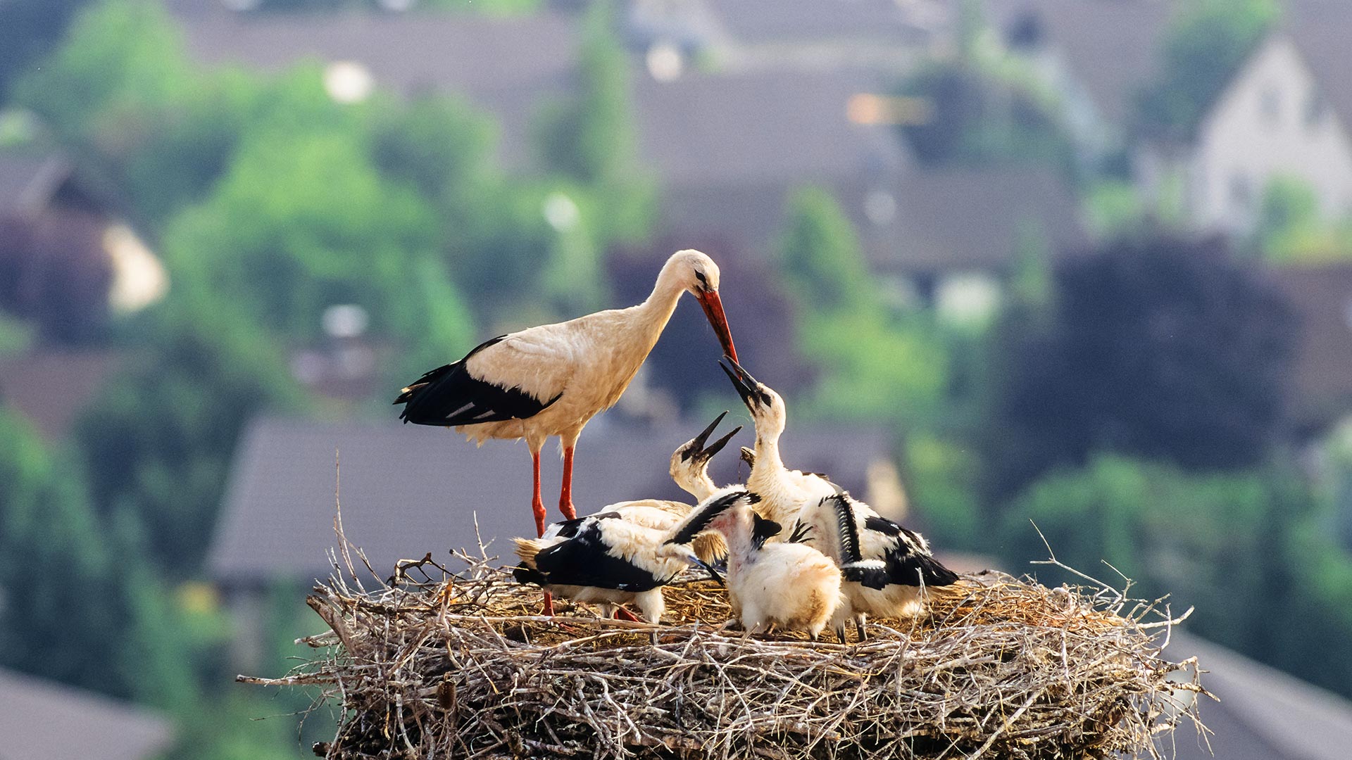 Weißstorch mit Küken im Nest, Deutschland (© Konrad Wothe/Minden Pictures) Bing Everyday Wallpaper 2021-06-07, FLOIqz [Bing Everyday Wall Paper 2021-06-07] url = http://www.bing.com/th?id=OHR.WeissstorchNest_DE-DE7981781557_1920x1080.jpg