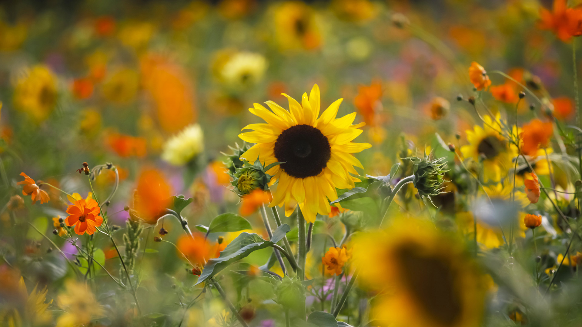 Sommerwiese mit Sonnenblumen, Deutschland (© DEEPOL by plainpicture/Thomas Jäger) Bing Everyday Wallpaper 2021-06-13, wZFc6s [Bing Everyday Wall Paper 2021-06-13] url = http://www.bing.com/th?id=OHR.GartentagSonnenblume_DE-DE0455810635_1920x1080.jpg