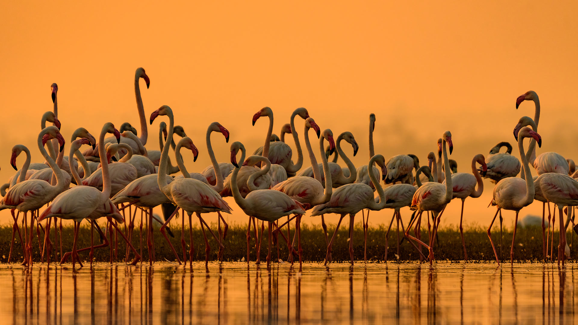 Greater flamingos, India (© Amresh Mishra/500px/Getty Images) Bing Everyday Wallpaper 2021-06-20, 7JKoKm [Bing Everyday Wall Paper 2021-06-20] url = http://www.bing.com/th?id=OHR.GreaterFlamingosIndia_ROW2575812404_1920x1080.jpg