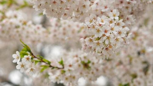 Cherry blossoms, Queen Elizabeth Park, Vancouver, Canada (© Harris Hui/Getty Images) Bing Everyday Wallpaper 2021-07-01
/tmp/UploadBeta4nMddw [Bing Everyday Wall Paper 2021-07-01] url = http://www.bing.com/th?id=OHR.BlossomsBC_ROW7514274008_1920x1080.jpg

File Size (KB): 320.33 KB
Last Modified: November 26 2021 18:33:06
